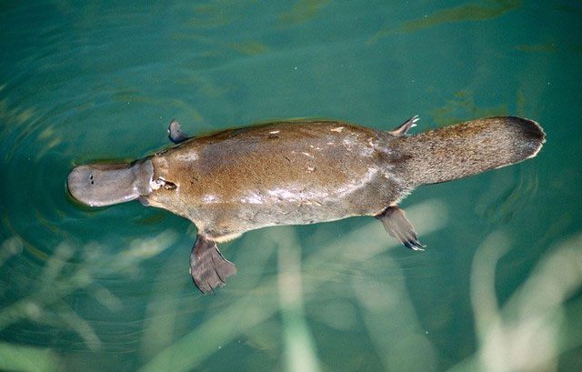 The platypus is a mammal that lays eggs.