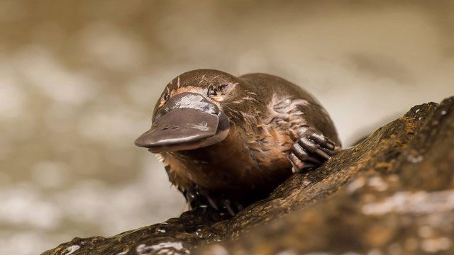 The platypus can "see" through its bill.