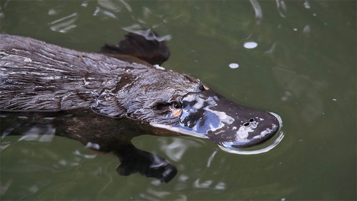 Platypus