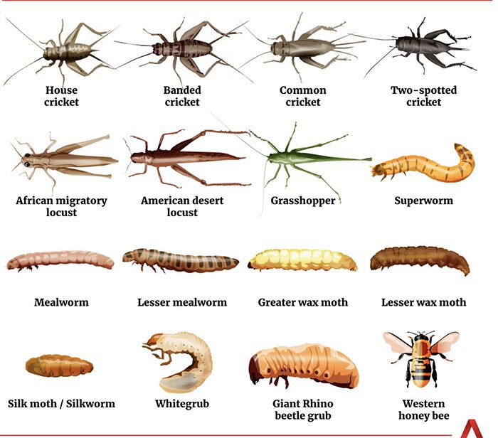 Insects considered food in Singapore.