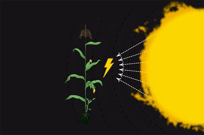 C4 plants are primarily monocots, with grasses being the most prevalent