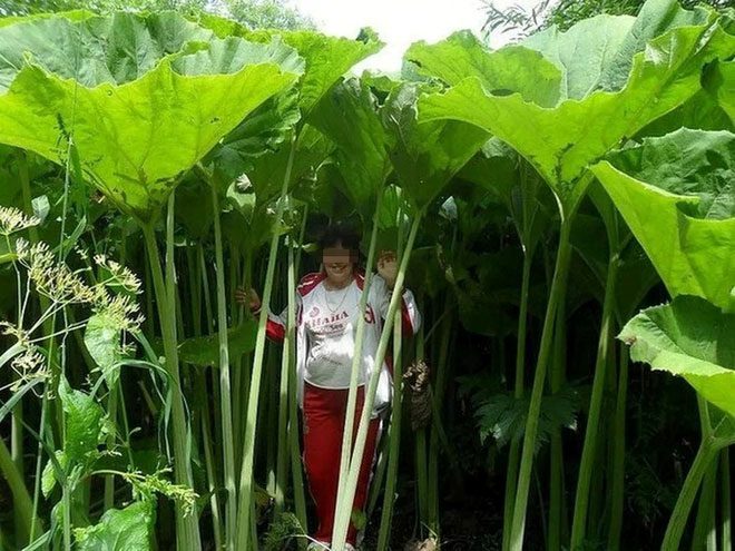 On this island, there are giant versions of many herbaceous plant species.