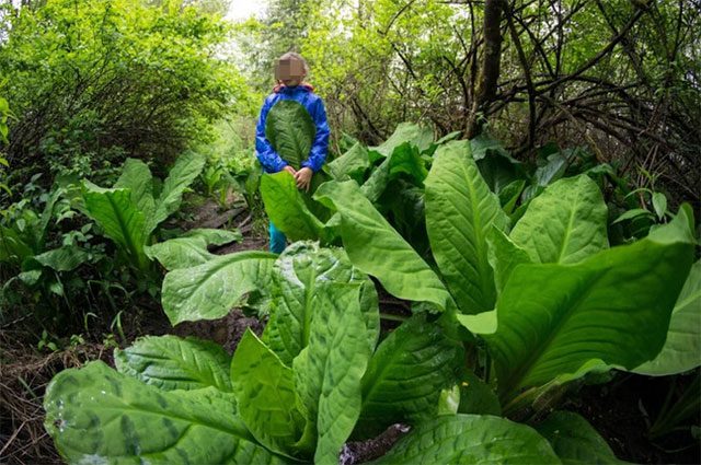 Giant plants only grow in certain areas of the islands.