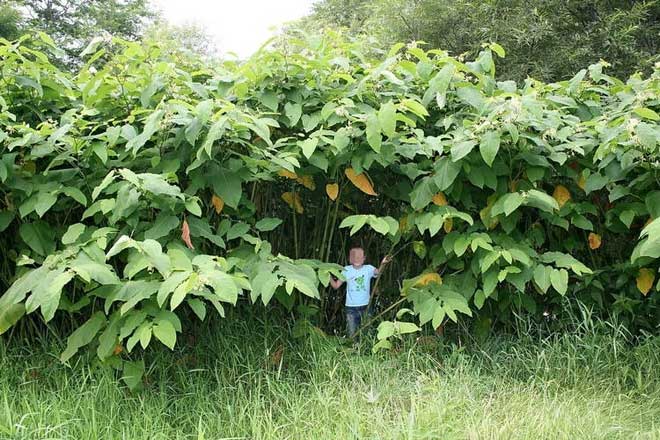 Giant plants on Sakhalin Island