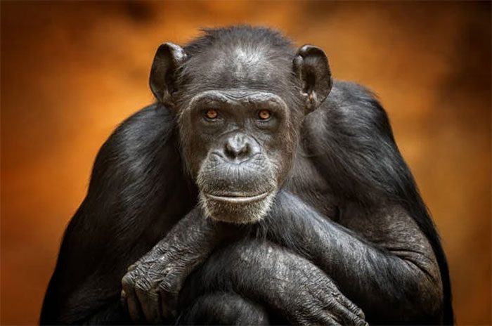 Chimpanzee