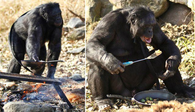 Bonobo Kanzi shows off his cooking skills