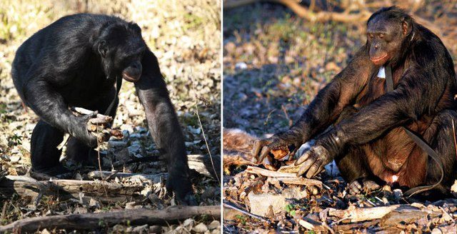 Bonobo Kanzi collects firewood