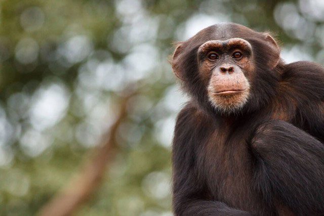 Chimpanzees can communicate much better than we think.