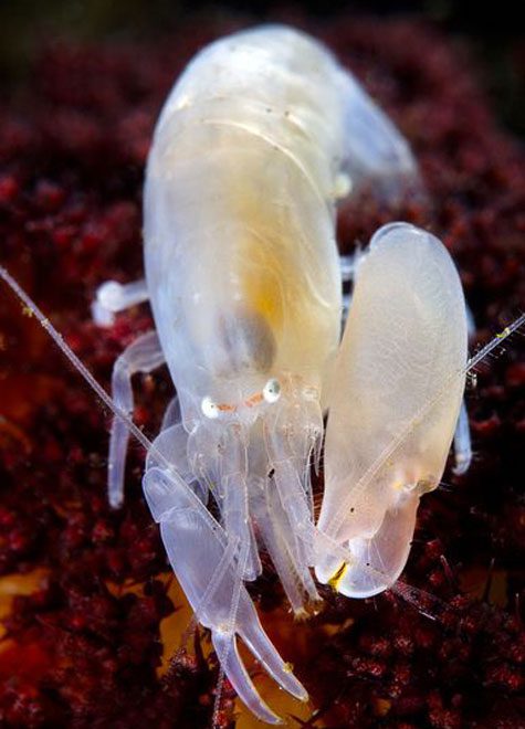 Loudest animals on the planet