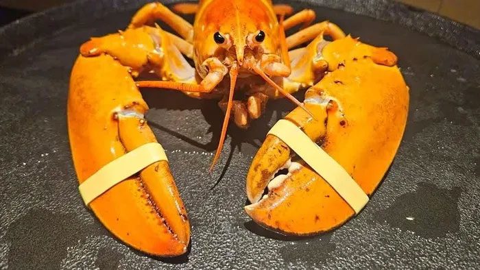 Rare orange lobster