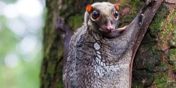 top 10 strange animals that still exist on earth 121607