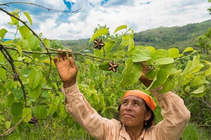 Shanantina social enterprise collaborates with indigenous communities to cultivate sacha inchi