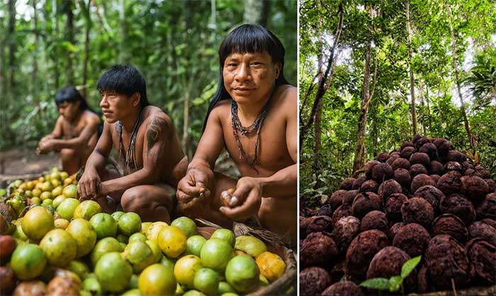 Edible plants in the Amazon rainforest