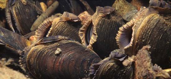 Freshwater Mussel