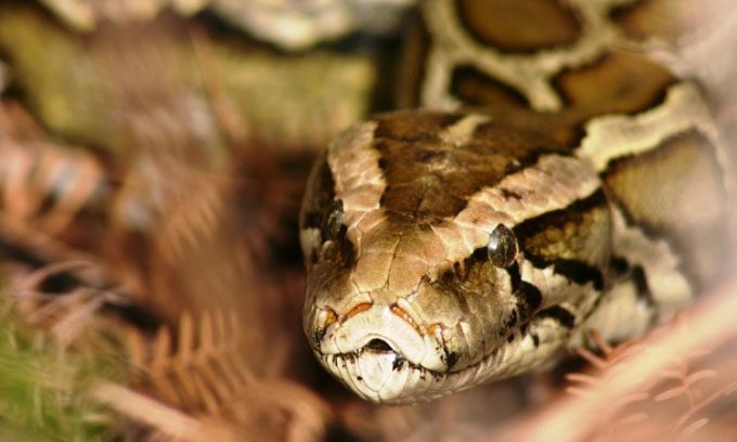 Burmese pythons are decimating native wildlife in Florida.