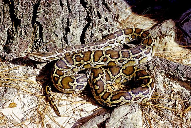 Burmese Python