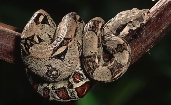 South American Boa