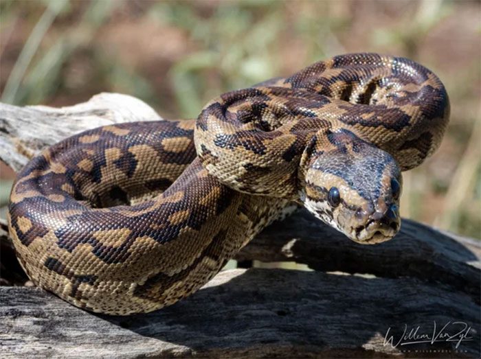 Southern African Python