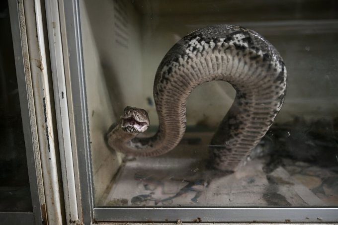 Farm-raised pythons primarily serve the leather industry.