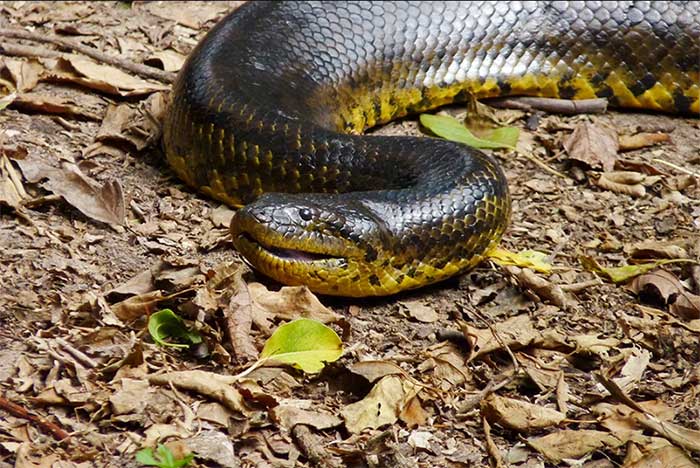 Yellow Anaconda