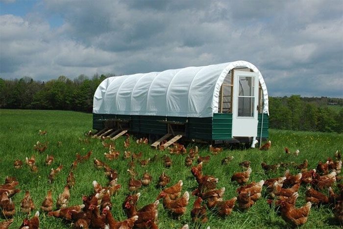 Brown egg-laying hens are often raised in free-range environments