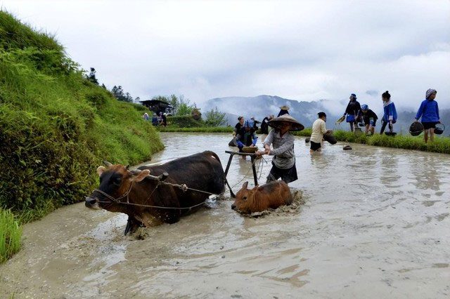 Water buffalo