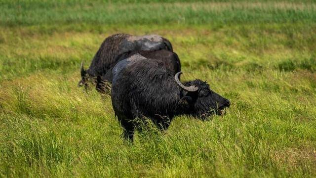 Domestication of African buffaloes is nearly impossible.