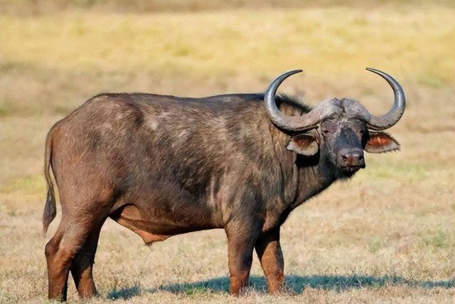 African buffaloes are relatively wild and difficult to domesticate.