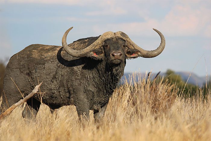 African Buffalo