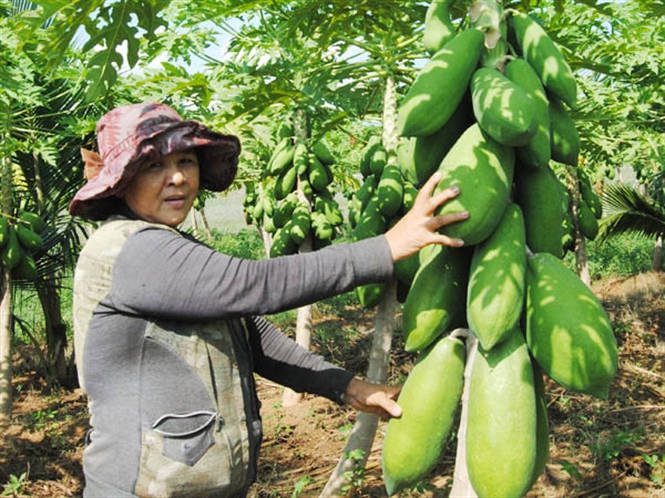 The technique of growing papaya is not difficult