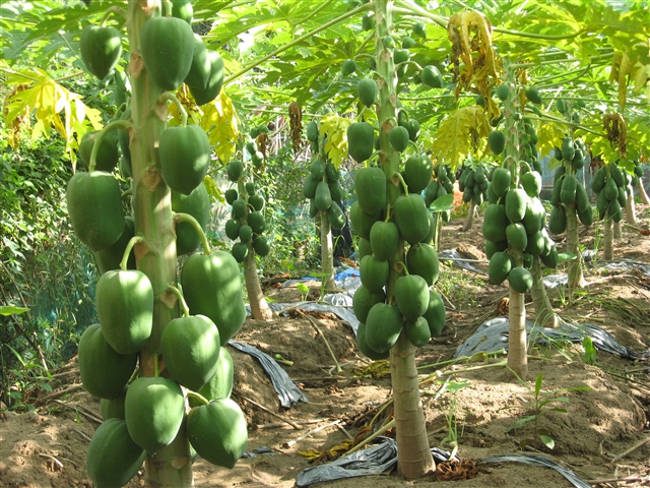 Proper care and timely fertilization are essential for papaya plants