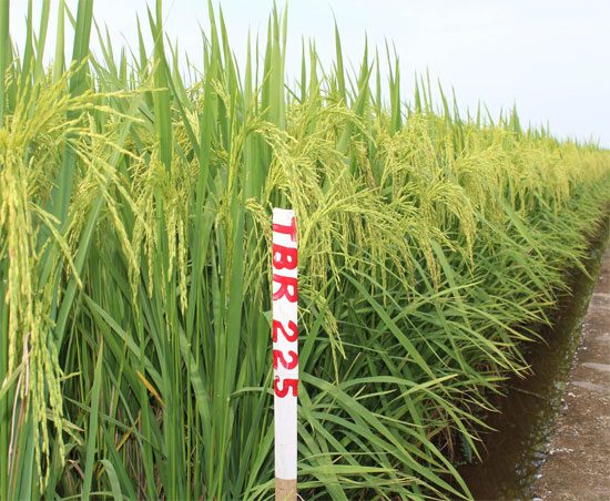 Thai Binh introduces two new high-yield rice varieties