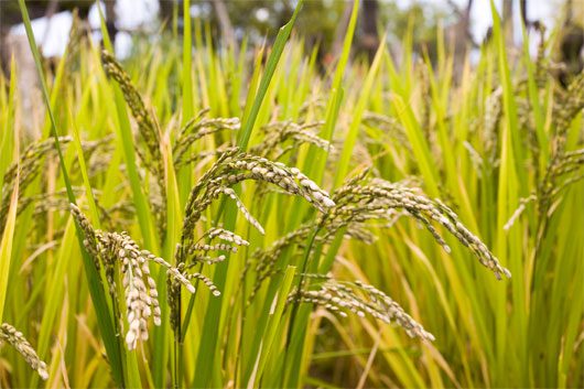 Salt-Resistant High-Yield Rice