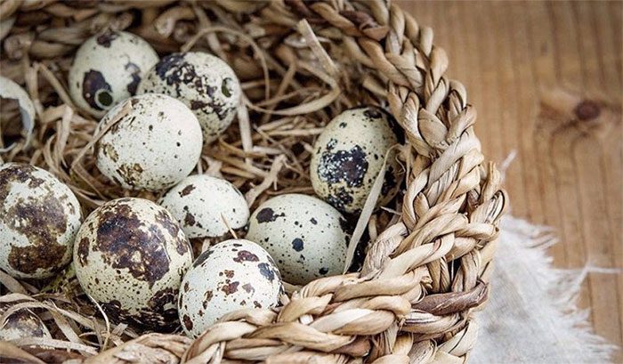 Quail eggs are considered "brain food" due to their rich vitamin D content