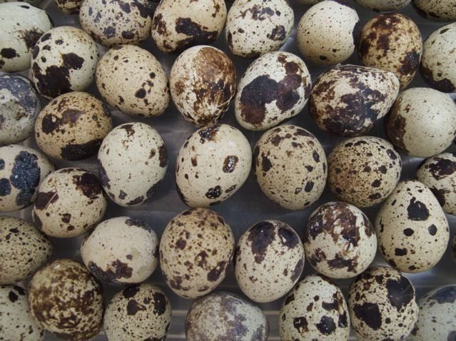 Vitamin B2 in quail eggs is 2.5 times higher than in chicken eggs.