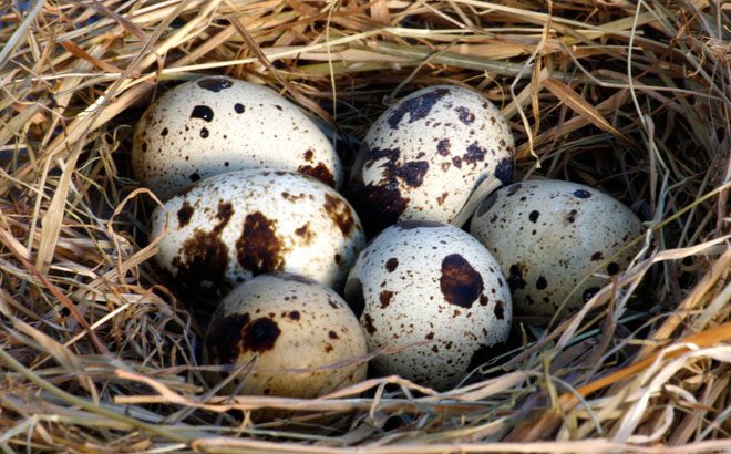 Quail eggs help regulate menstrual cycles, replenish blood, beautify skin, prevent anemia...