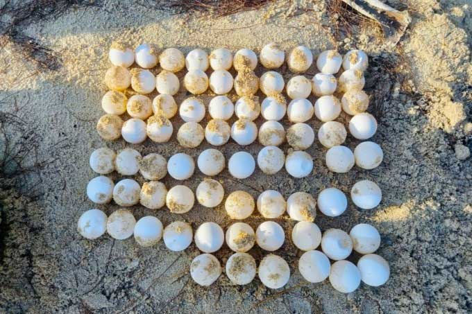 78 turtle eggs moved from the nesting hole to the Hon Cau Marine Reserve hatching area.