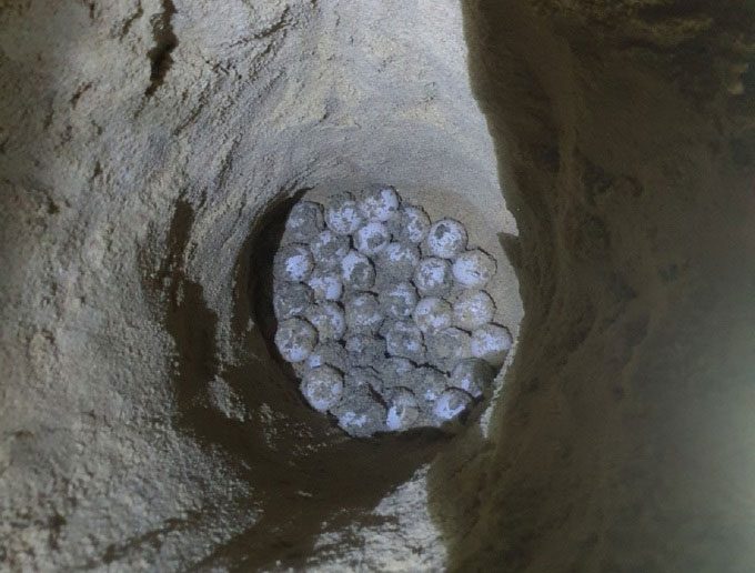 Turtles typically dig nests in the sand to lay eggs.