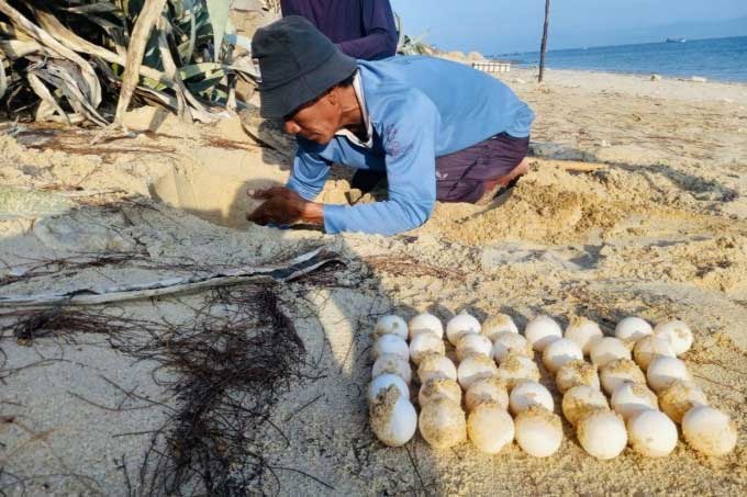 Turtle volunteers collecting eggs to move them to the nesting site.