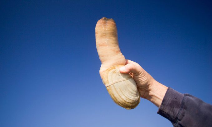 The Pacific geoduck is often considered a delicacy.