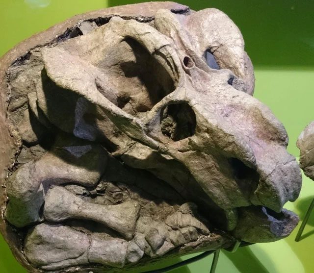 The skull of the Tuatara.