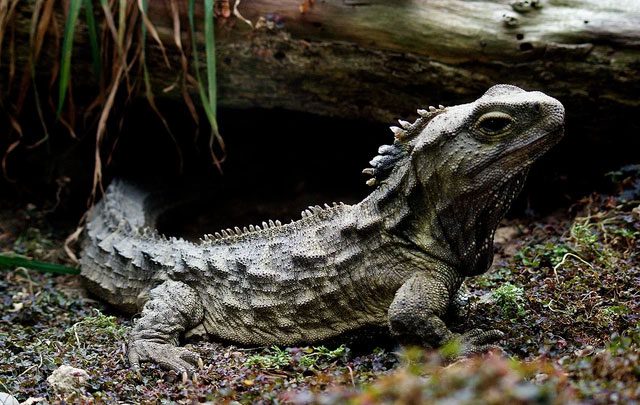 The Tuatara is currently facing serious challenges in the wild.