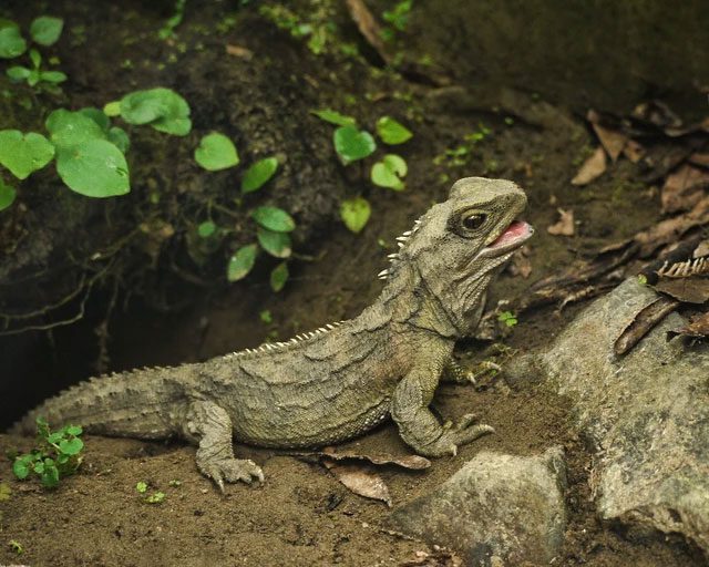 The Tuatara is considered one of the "greatest wonders" of nature.