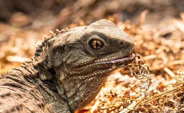 The Tuatara is one of the oldest surviving animals on the planet.