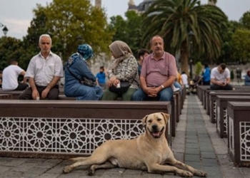 turkey announces it will eliminate millions of stray dogs 135847