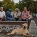 turkey announces it will eliminate millions of stray dogs 135847