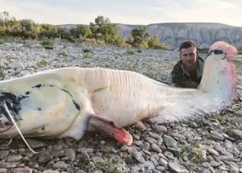 two young men catch giant 3m catfish on river 135917