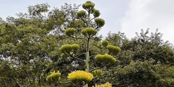 type of flower blooming once a year in tokyo 135598