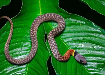 types of water snakes in vietnam seem harmless but carry lethal venom 135509