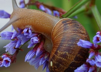 unexpected championship snail racing in england with the speed of the athletes 135843